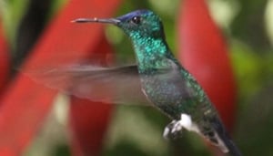 Sword Billed Expeditions