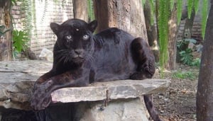 Zoológico El Pantanal
