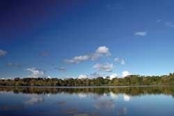 The Amazon Rainforest