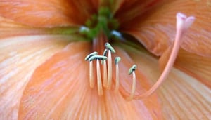 Exploring Edinburgh's Royal Botanic Gardens