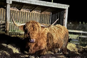 Edimburgo: viaggio privato di un giorno tra le Highlands e Loch Ness