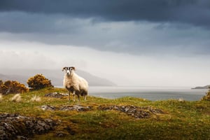 Iona, Mull og Isle of Skye: 5-dages tur fra Edinburgh