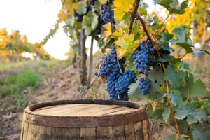 Visite privée d'une journée autour du vin et de la gastronomie du Chianti