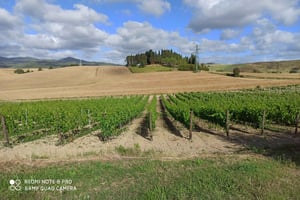 Fra Firenze: Chianti-eftermiddagstur med 2 vinhus-smagninger