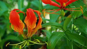 Giardino dei Semplici - Botanical Garden