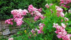 Giardino delle Rose - Rose's Garden