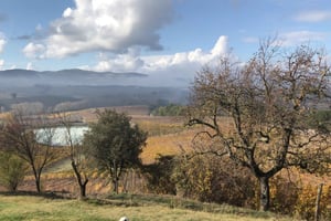 Private Suvereto Wine Tour with Lunch and Tastings