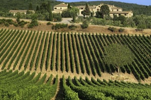 Assaggia il Chianti, Montalcino e Montepulciano – Tour di 1 giorno in minivan