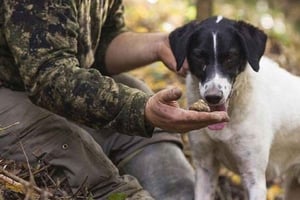 Chasse aux truffes dans les collines de Toscane