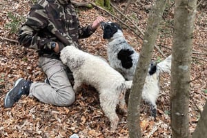 Toscana: Tryffeljaktupplevelse med provsmakning