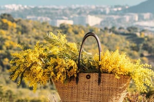 Descubre la ruta de las mimosas en sidecar saliendo de Cannes o Mandelieu