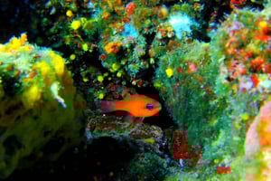 エステレル：サン・バルテルミーの岩湾でダイビングの入門体験をお楽しみください