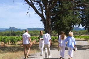Desde Fréjus: Excursión en furgoneta al corazón de los viñedos provenzales
