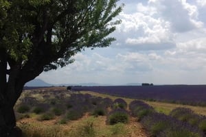 Verdon Gorge: O Grand Canyon da Europa, Lago e Lavanda