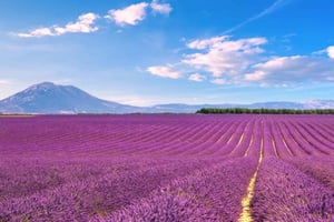 Private Tagestour: Lavendelfelder & Verdonschlucht
