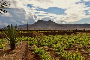 Führung durch die Weinkellerei Conatvs mit Weinprobe auf Spanisch