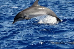 Fuerteventura: Catamarán navegación a vela y delfines.