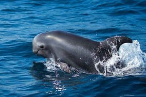 Fuerteventura: Avistamiento de delfines y Combo Crucero Isla Lobo