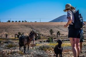 Fuerteventura: Guided Trekking Tour with Island Goats