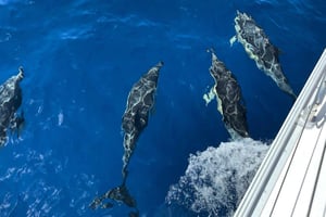 Morro Jable: Excursión en Velero con Comida y Bebida