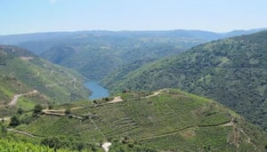 Amandi Wine Festival