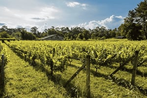 Galicja: zwiedzanie winnicy Bodega Corisca i degustacja win