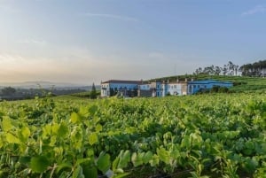 Granbazán Winery: Guided Tour and Wine Tasting