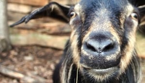 Mino Vally Farm Sanctuary