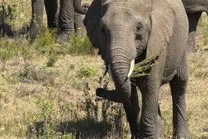 2 Day Safari Tour From Cape Town: Botlierskop & Buffelsdrift