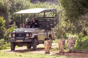2 dage i Cape Town med lille gruppe: Garden Route Big 5 Safari Tour