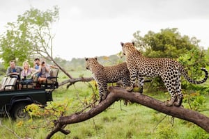 5-daagse rondreis door Zuid-Afrika: Kaapstad, safari en Garden Route
