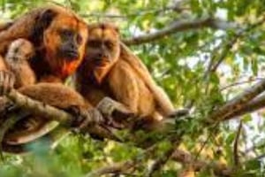 Tour privato per gli amanti degli animali - mezza giornata