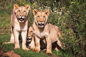 Botlierskop Private Game Reserve: 3,5-stündige Pirschfahrt bei Sonnenuntergang
