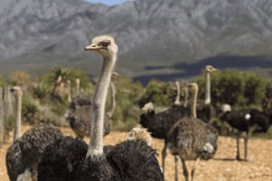 Cape Town: 3-Day Safari and Elephant Experience