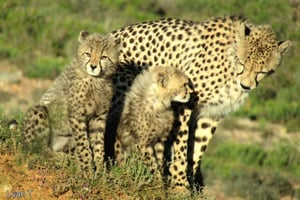 Au départ du Cap : safari de 2 jours sur la Garden Route (en bonus : les pingouins)