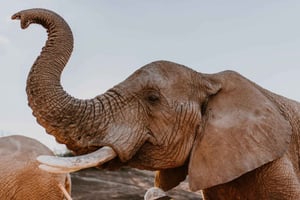 Ciudad del Cabo: tour de 2 días para observar la fauna con safaris y estancia de lujo