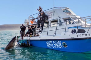 Gansbaai: Hajdyk & Big 5 Sea Safari Combo Båttur