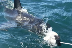 Da Città del Capo: Safari di 2 giorni nella Garden Route con immersioni con gli squali