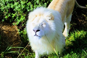 Bahía de Plettenberg: Excursión familiar EcoKidz