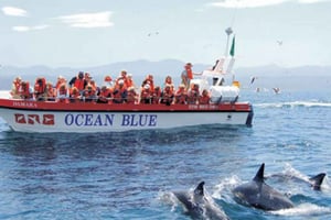 Plettenberg Bay: Dolphin and Marine Boat Tour