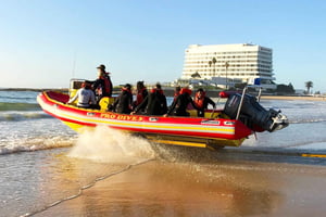 Bahía de Plettenberg: Excursión en barco para avistar focas