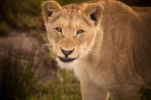 Zatoka Plettenberg: Wycieczka z przewodnikiem poświęcona fotografii dzikiej przyrody