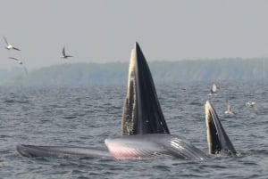 Plettenberg Bay: Cruzeiro de observação de baleias