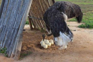 Prywatna całodniowa wycieczka Oudtshoorn