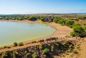 Au départ du Cap : circuit de 2 jours à la découverte de la faune sauvage et des safaris en Afrique du Sud