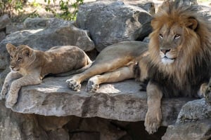 Гданьск: Оливский зоопарк с билетами и транспортом туда и обратно