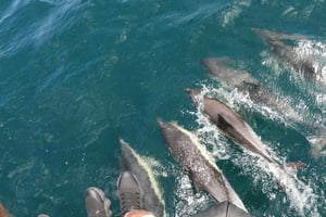 From Jerez: Gibraltar Dolphin Watching Tour with Free Time