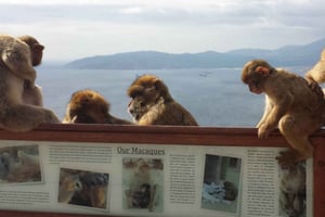 De Sevilha: Excursão de 1 dia a Gibraltar em privado