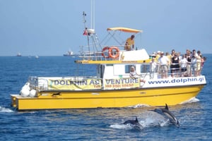 Gibraltar: Dolphin Watching Tour