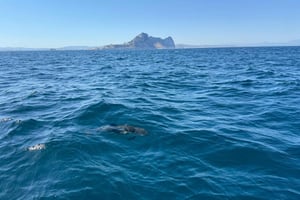 Sotogrande: Delfinbeobachtung mit erfahrener Crew